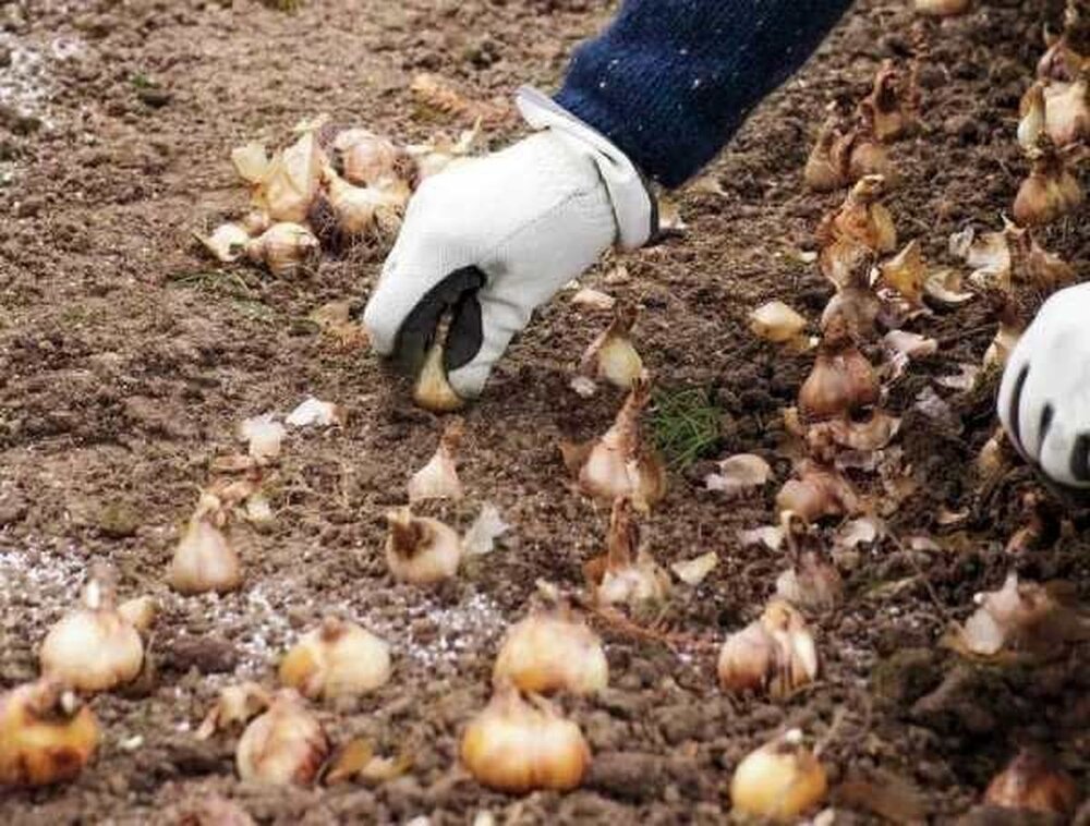 تصویر پیش بار گذاری